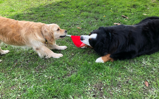 How do I choose the right toy for my dog?
