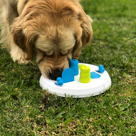 Unleashing Your Dog's Intelligence: Brain Games for Canine Cognition