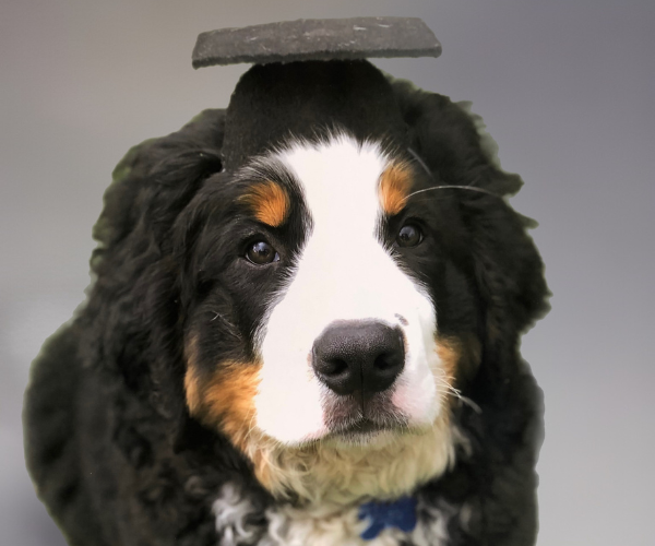 Puppy Training Tips