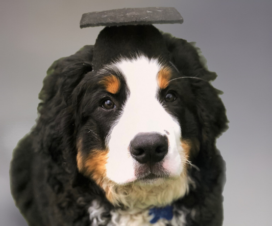 Puppy Training Tips