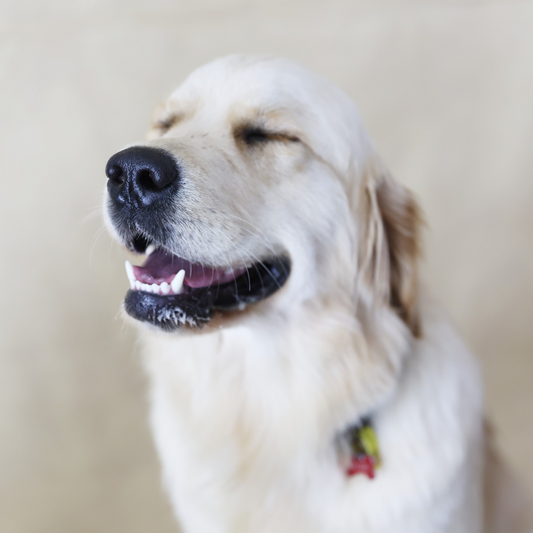 Why Golden Retrievers Make the Perfect Family Pet