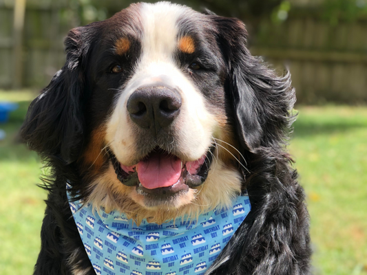 The Ultimate Guide to Bernese Mountain Dogs: History, Characteristics, and Care