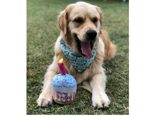 From Pupcakes to Presents: Tips for Spoiling your Furry Friend on their Birthday