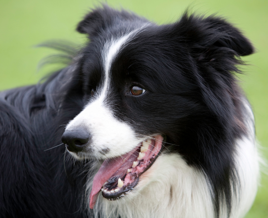 Border Collie Dogs: The Perfect Companion for Active Owners