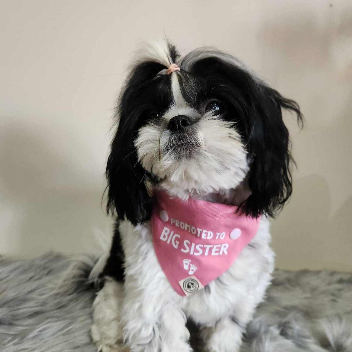 Pregnancy Announcement Dog Bandana