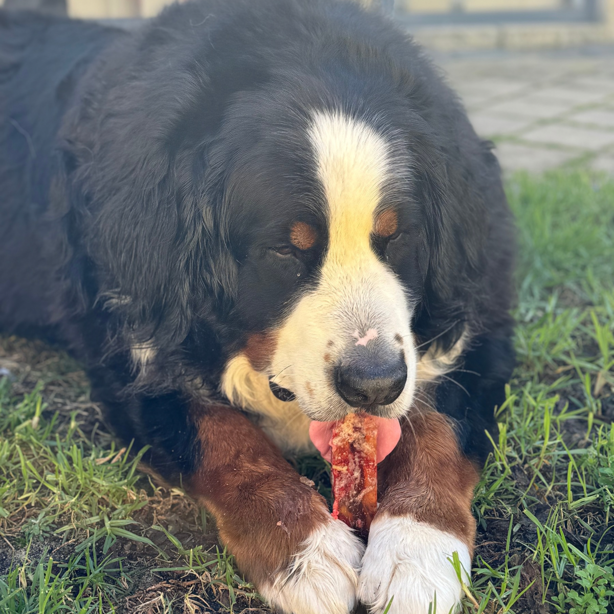 Peanut Butter Bone Marrow Chew