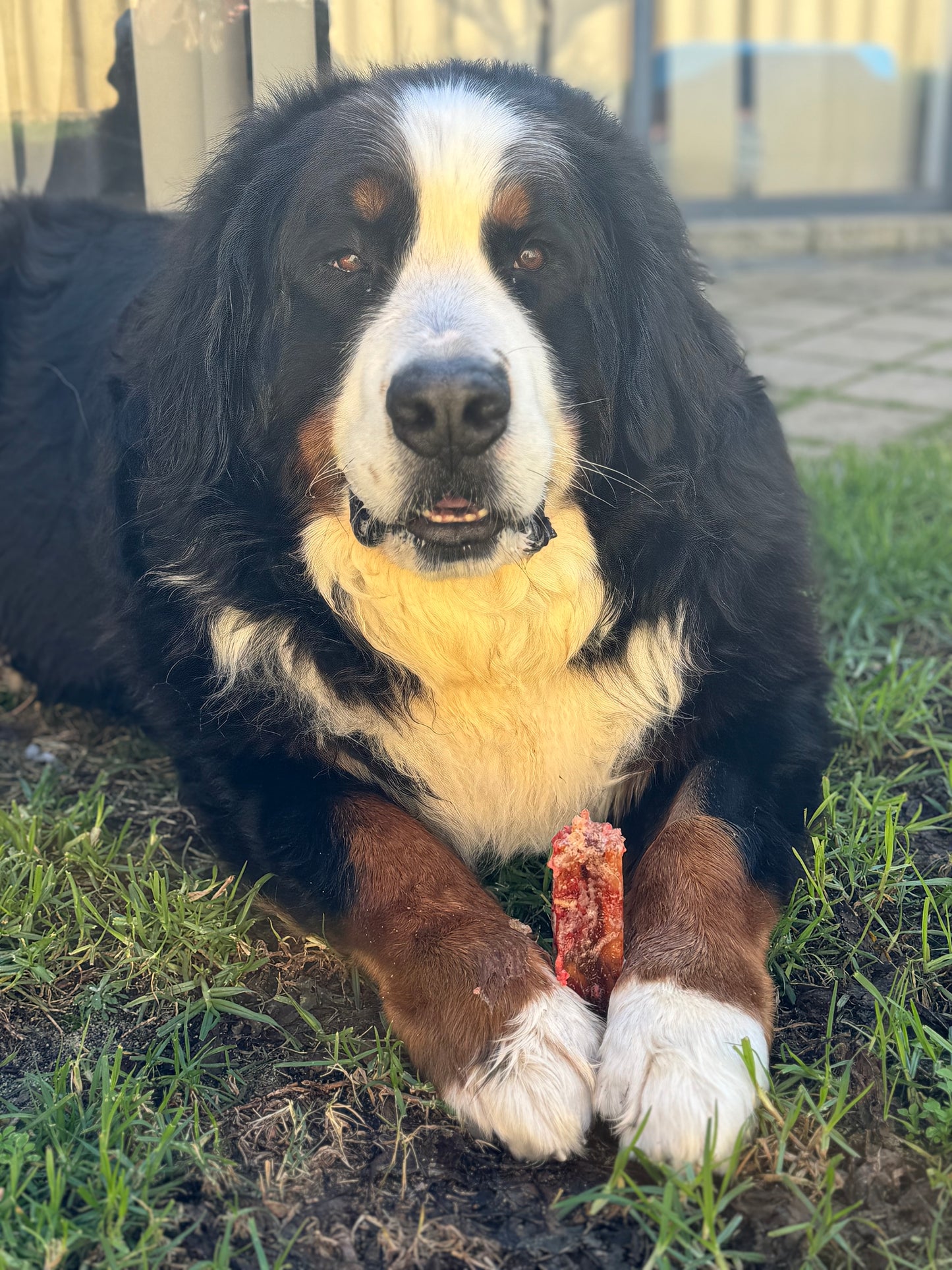 Beef & Vegetable Bone Marrow Chew