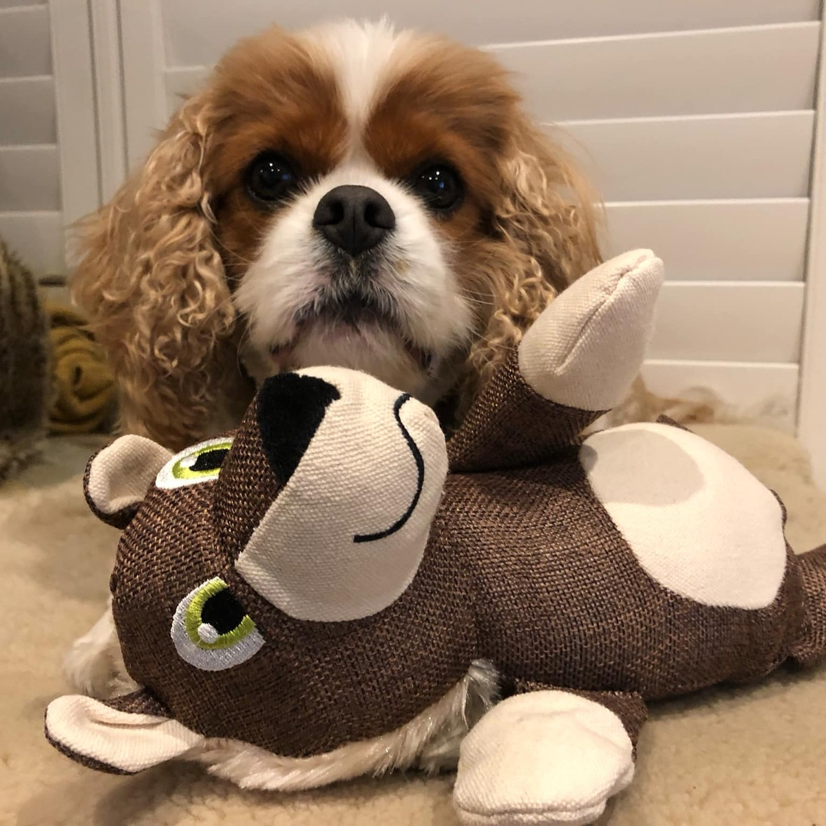 Dog Plush Toy