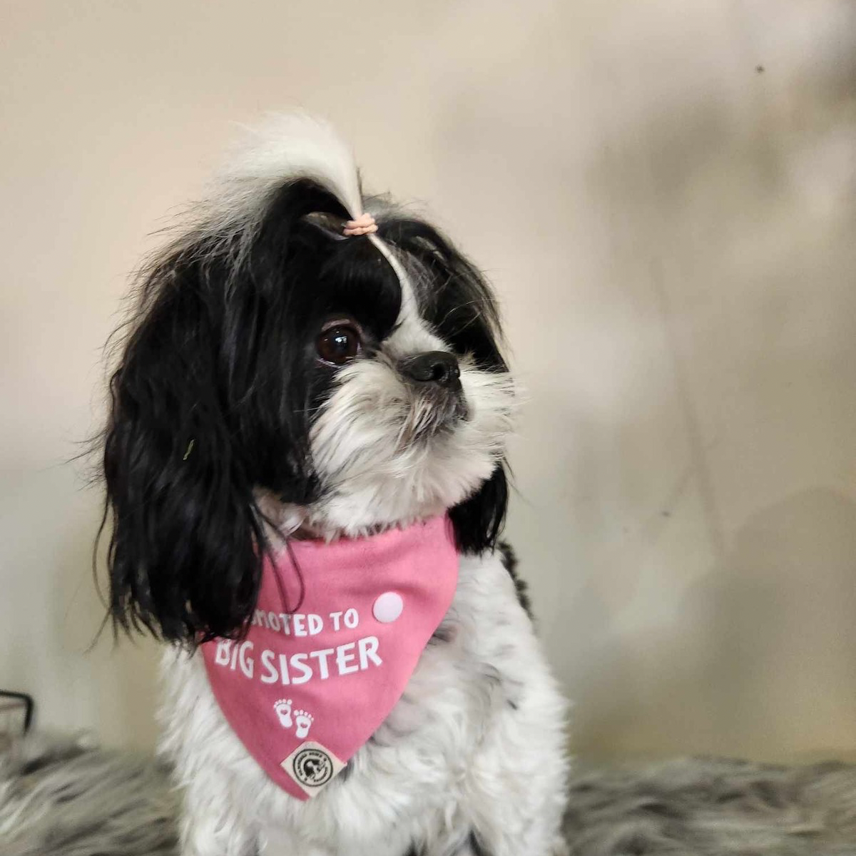 Pregnancy Announcement Dog Bandana