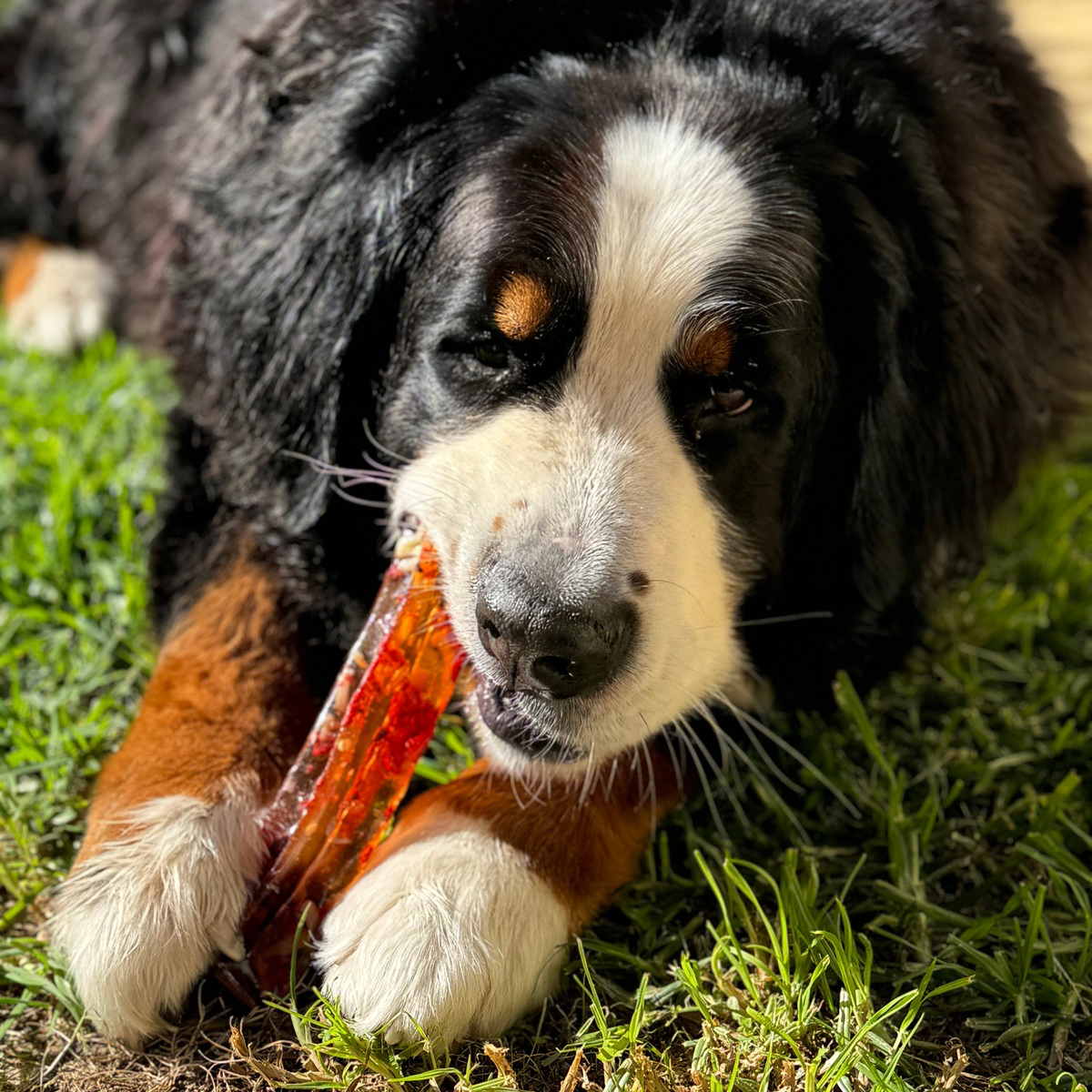 Peanut Butter Bone Marrow Chew