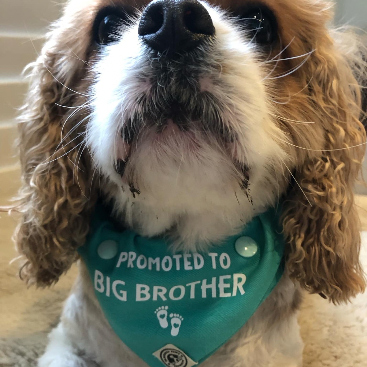 Baby Announcement Dog Bandana