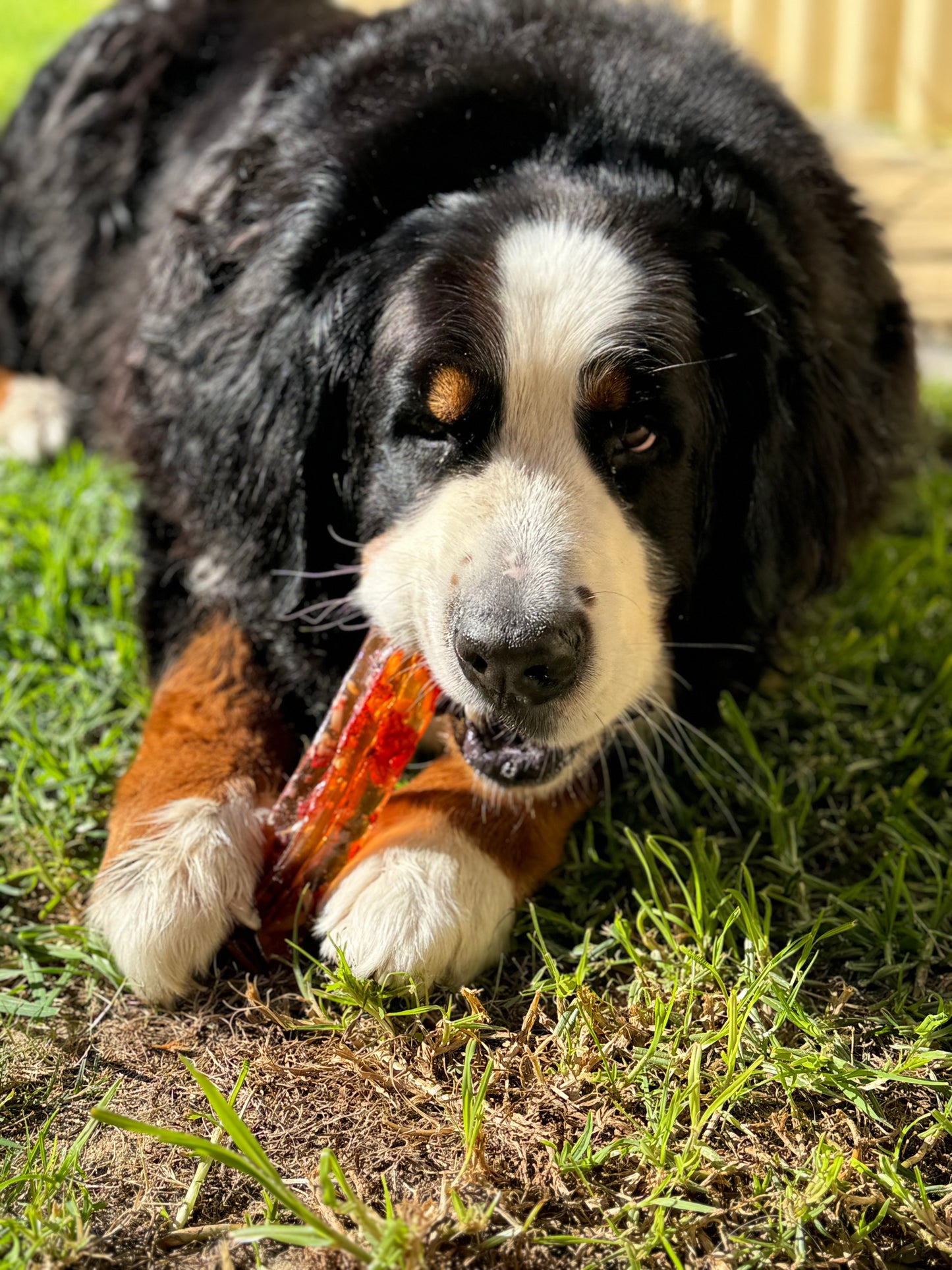 Beef & Vegetable Bone Marrow Chew
