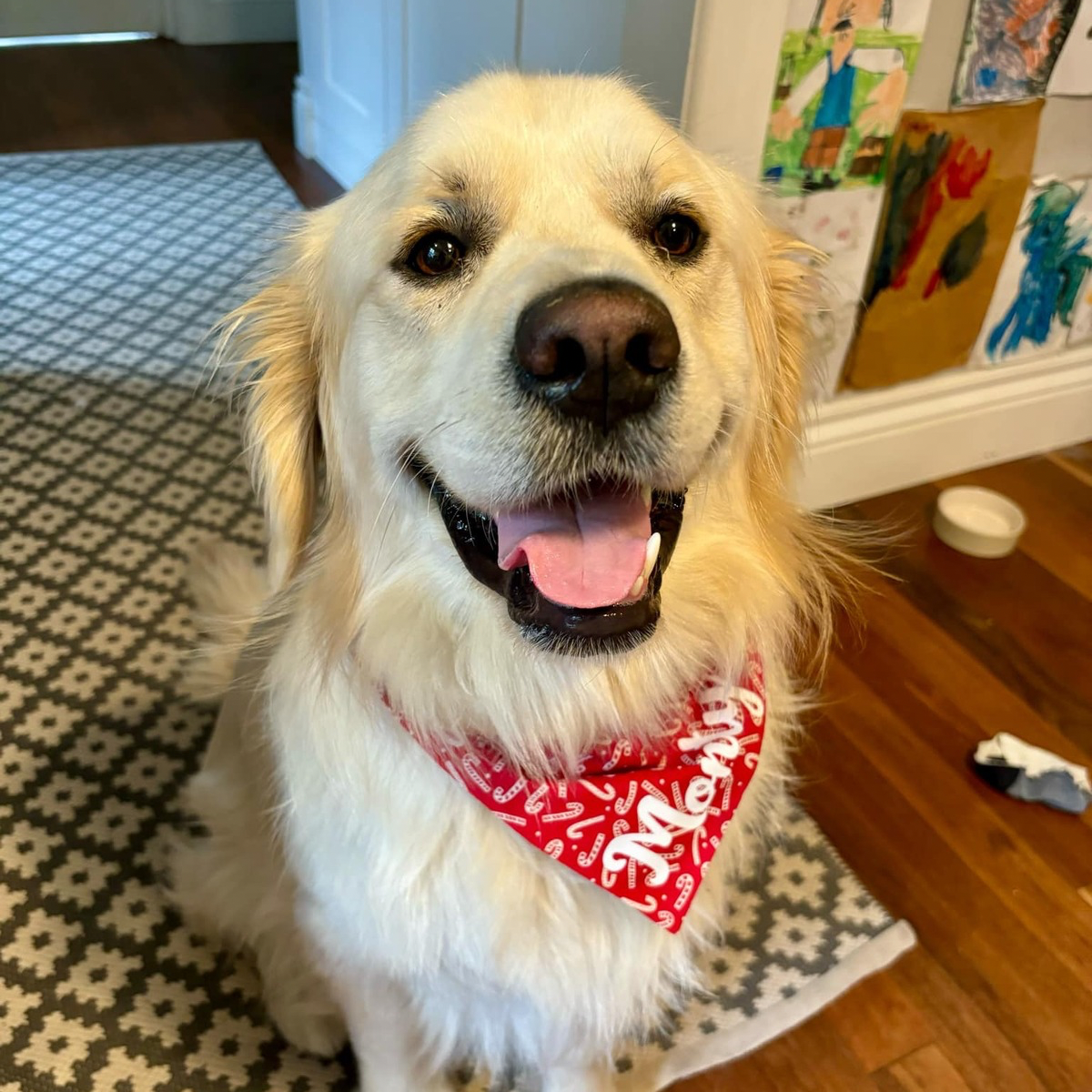 Candy Cane Christmas Dog Bandana