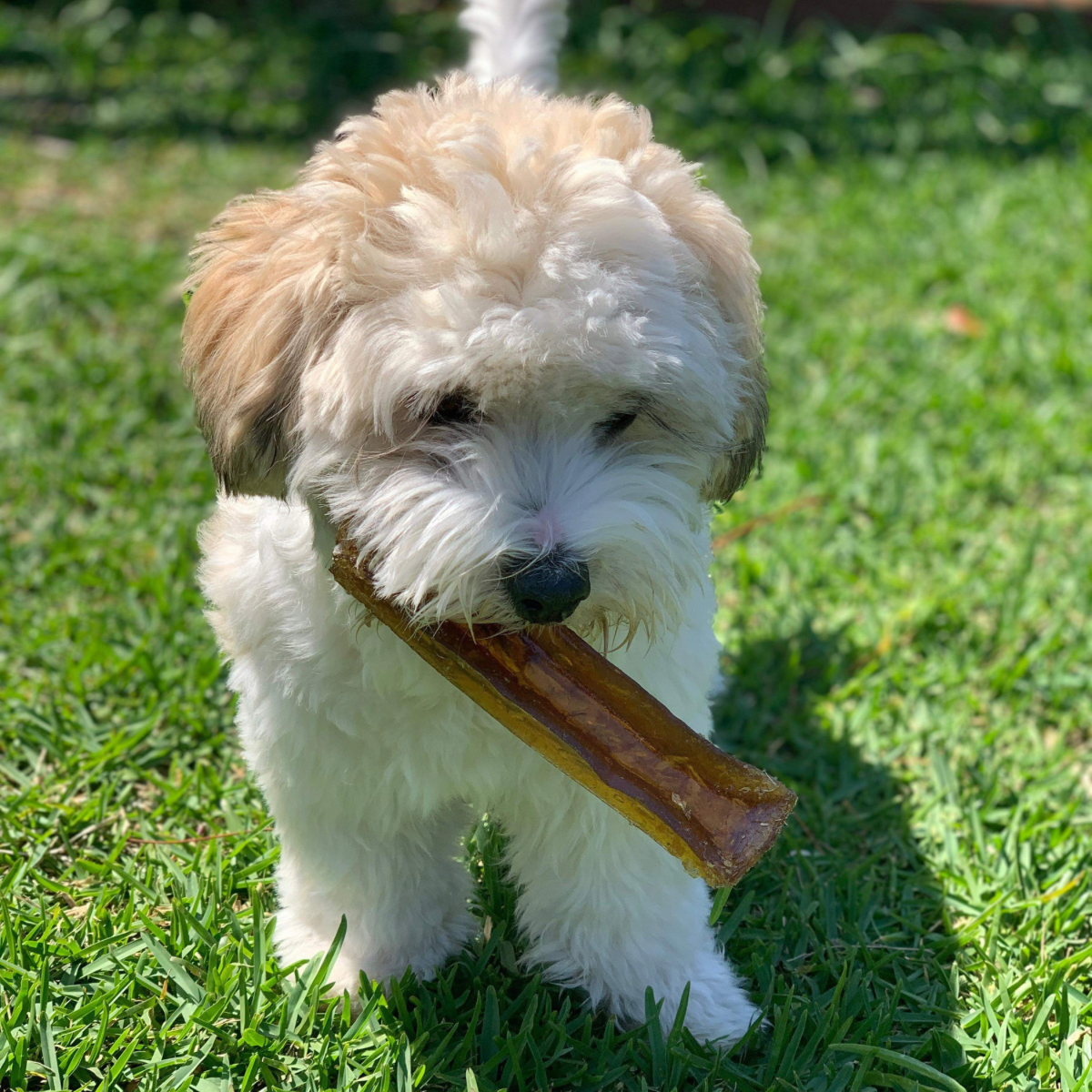 bone marrow chew