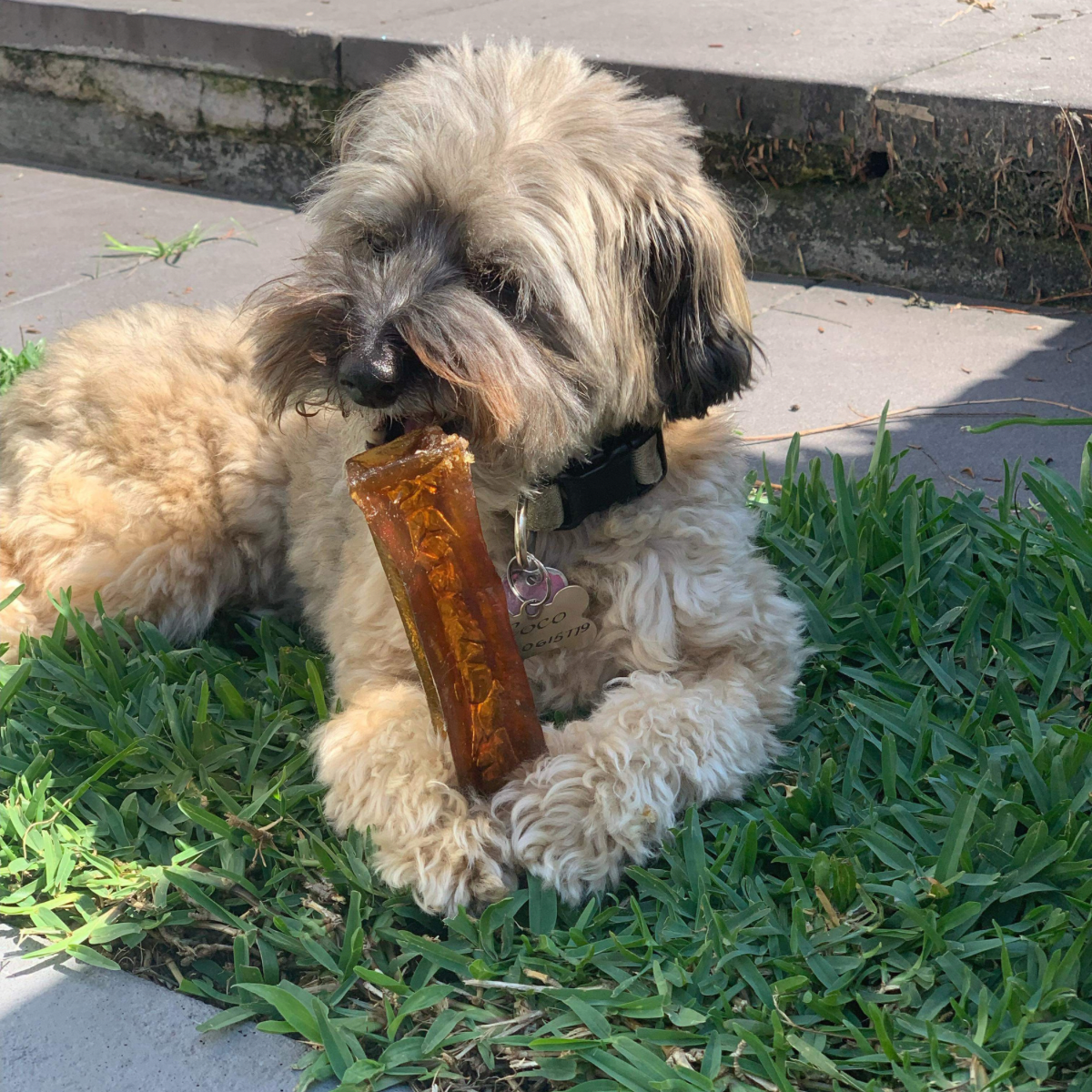 Bone Marrow Chew