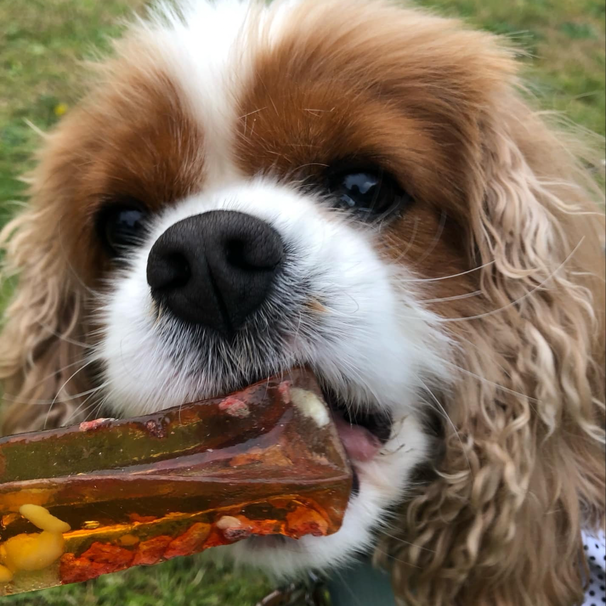 Beef & Vegetable Bone Marrow Chew
