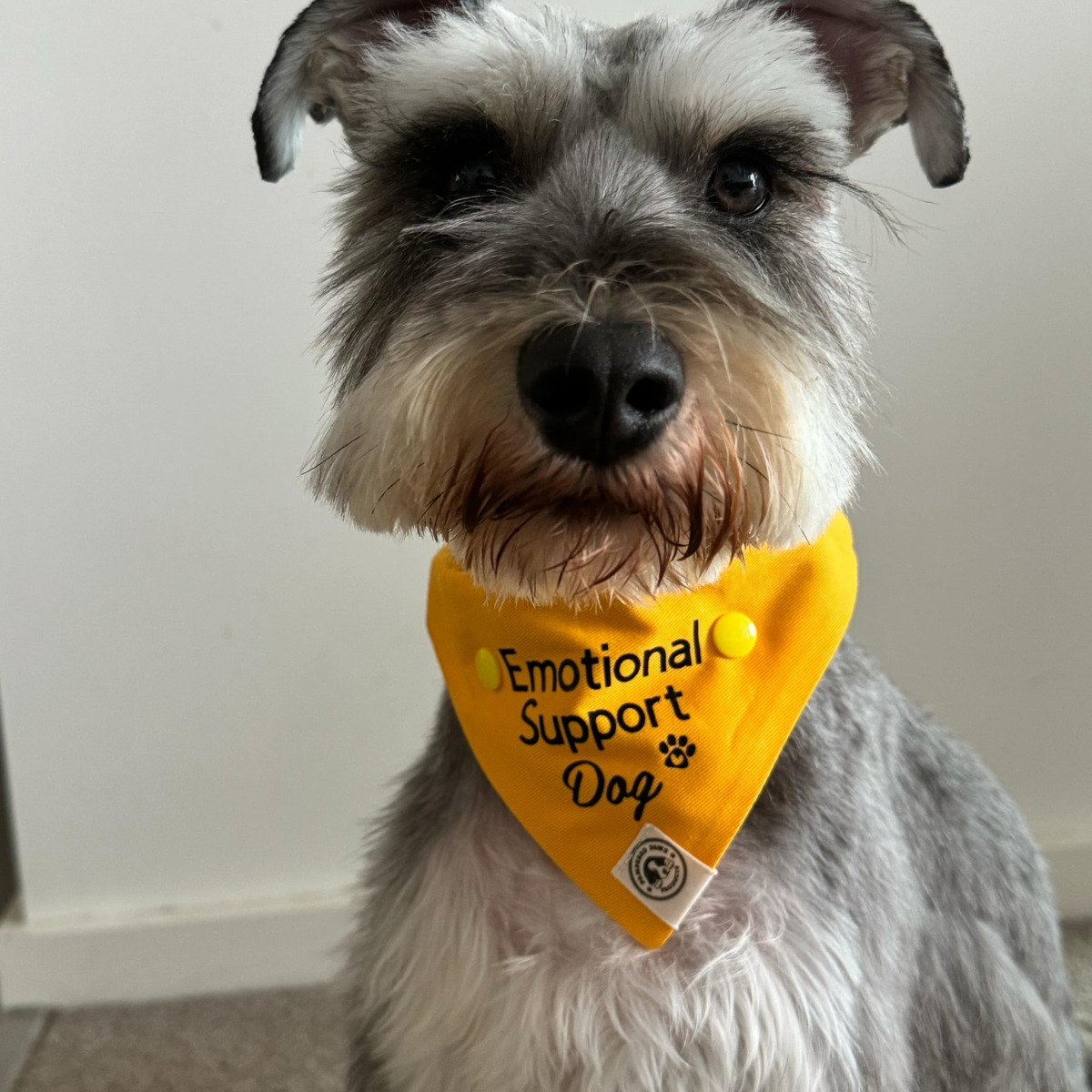 Emotional Support Dog Bandana