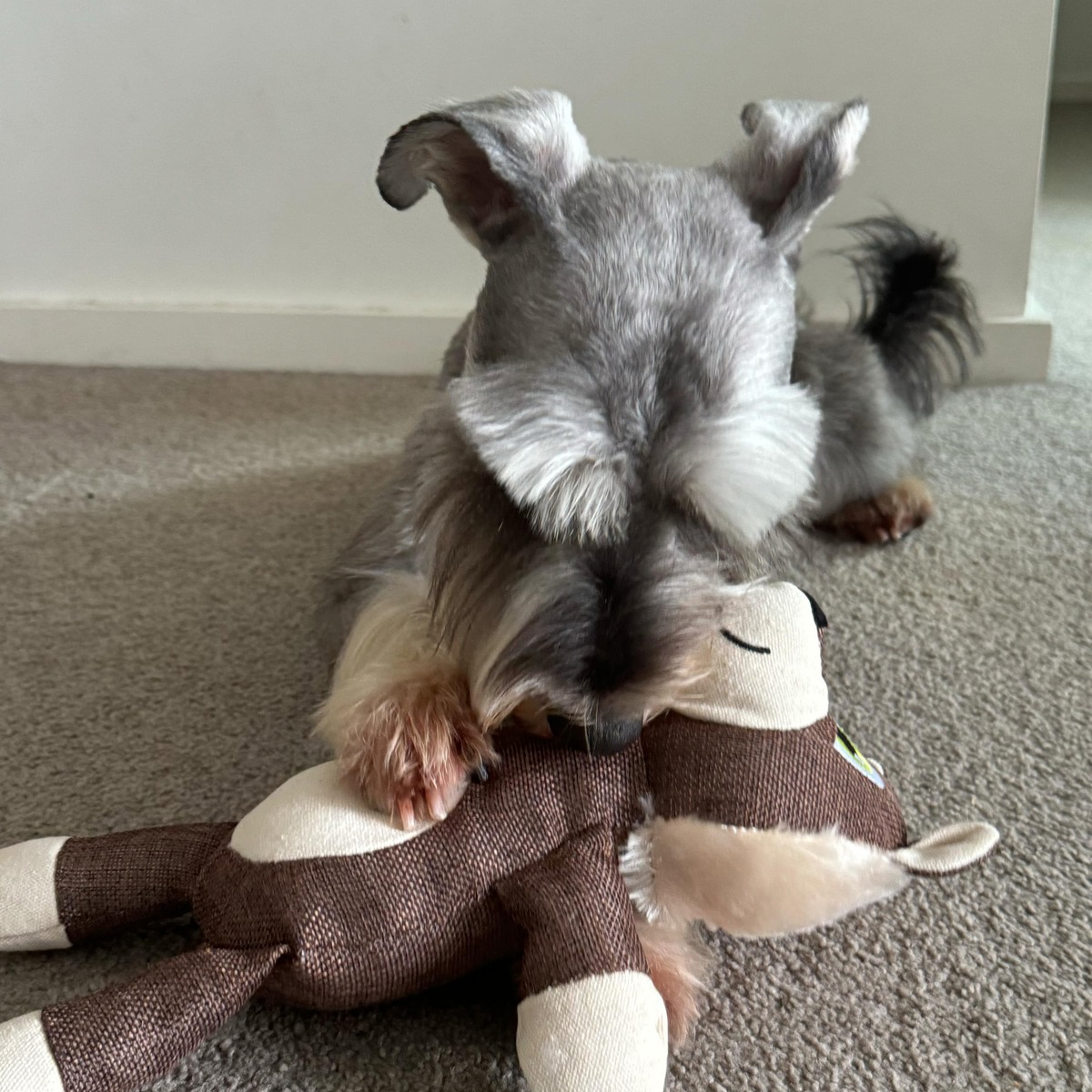 Dog Plush Toy