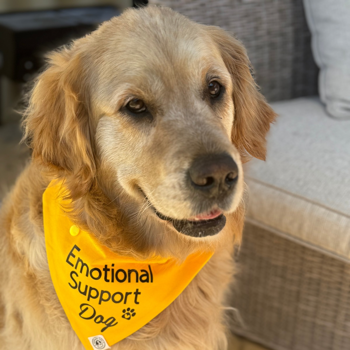 Emotional Support Dog Bandana