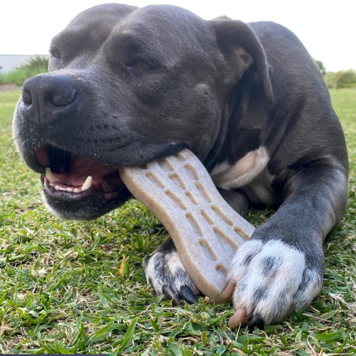 Strong Dog chew toys