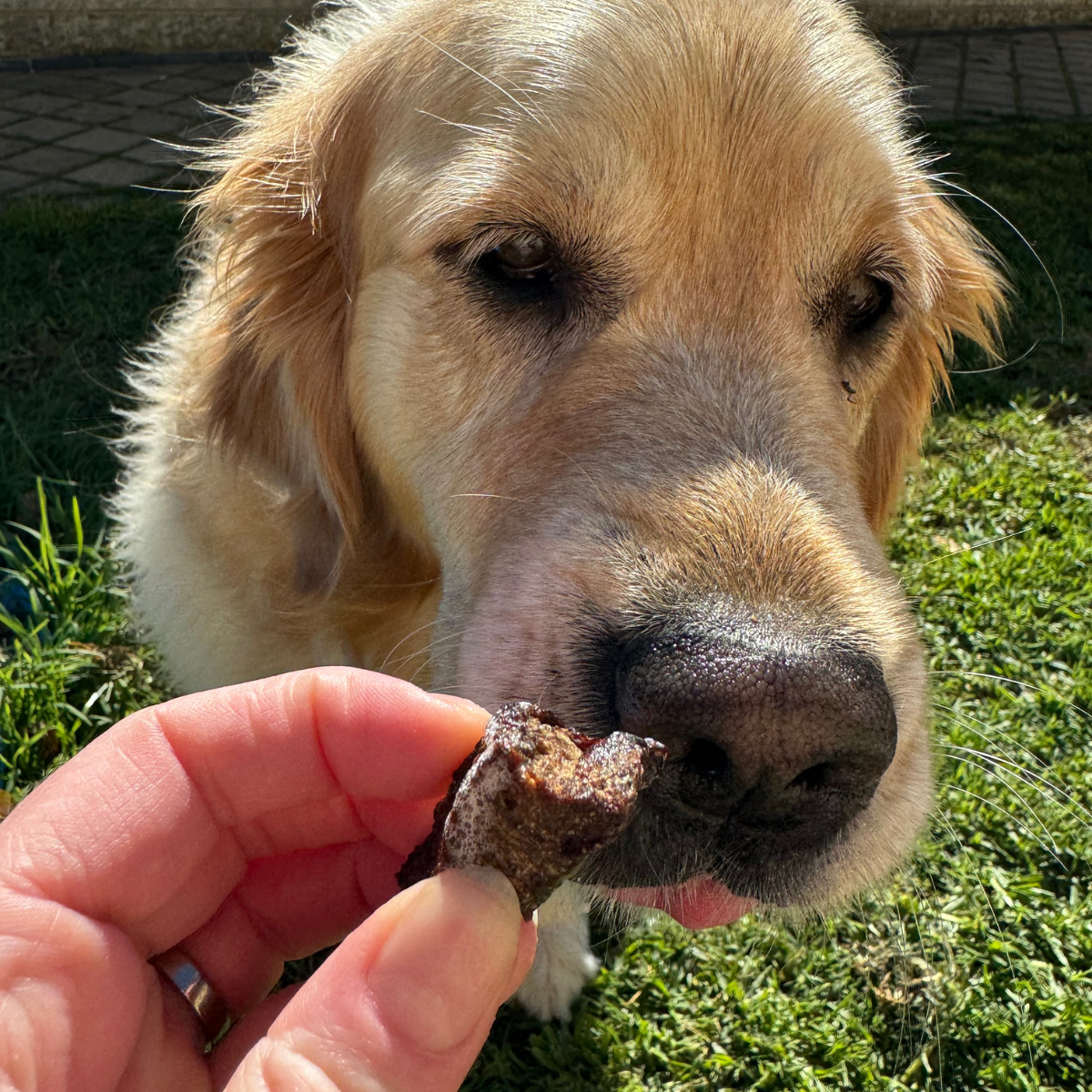 Dog Treats - Kangaroo