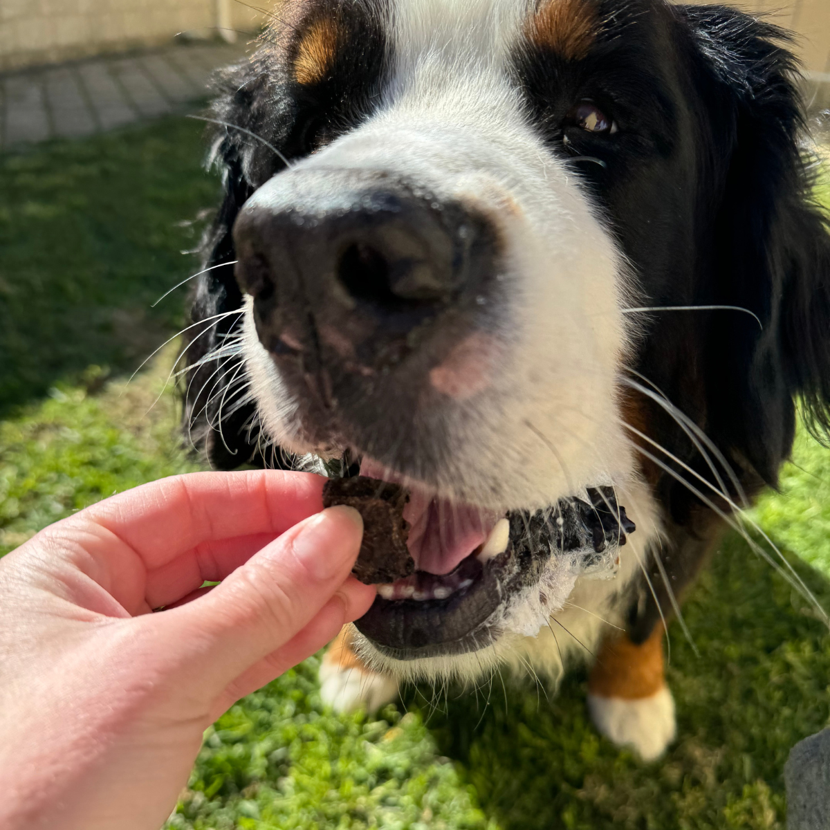 Dog Treats - Kangaroo