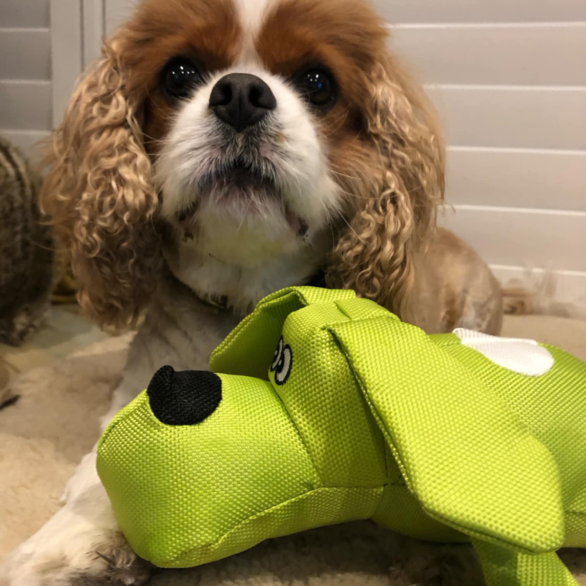 Dog Toy