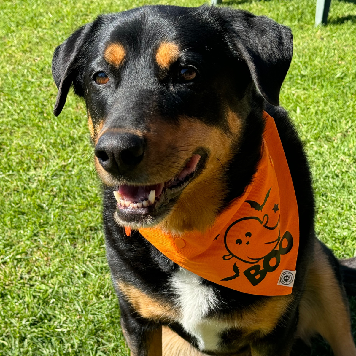 Dog Halloween Bandana