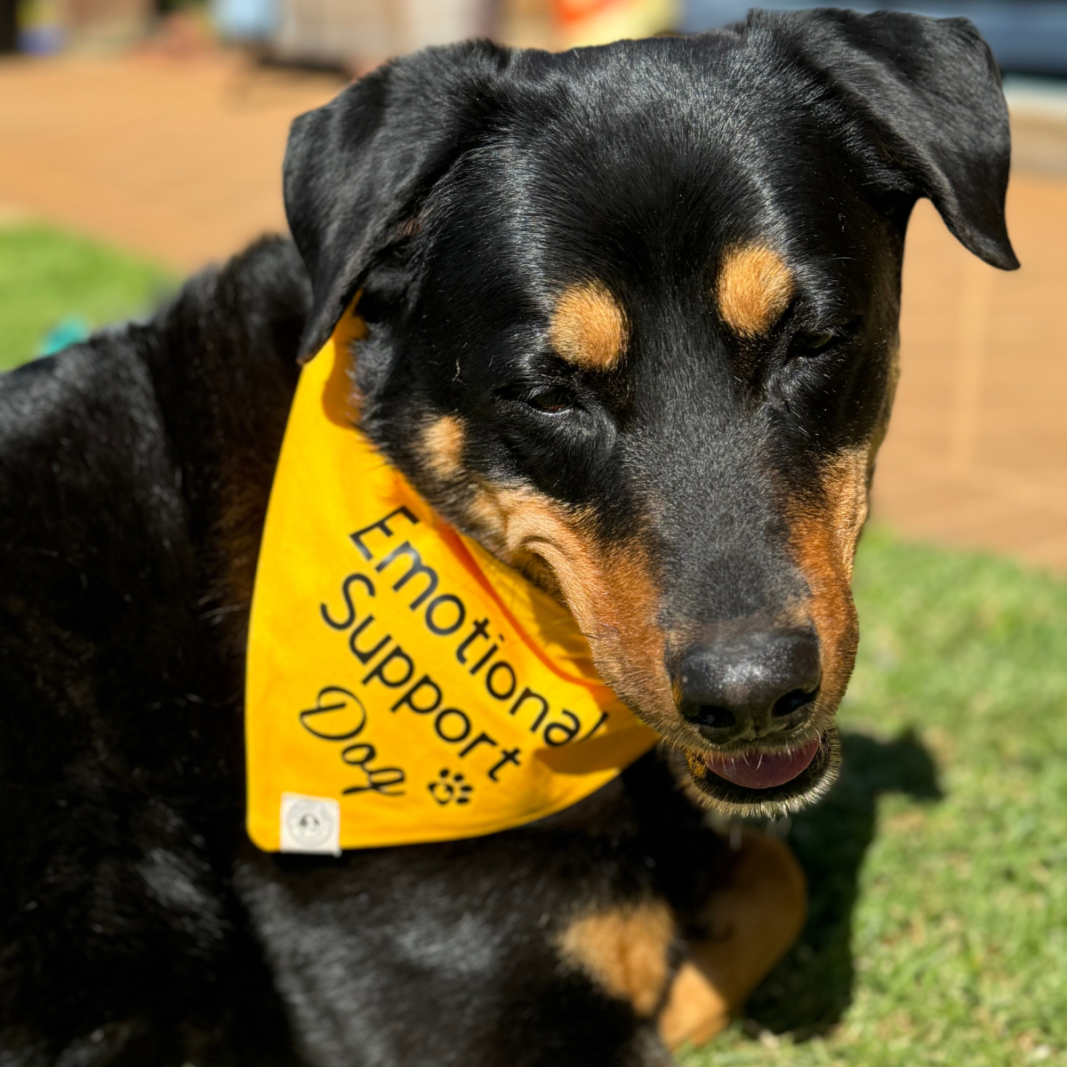 Emotional Support Dog Bandana