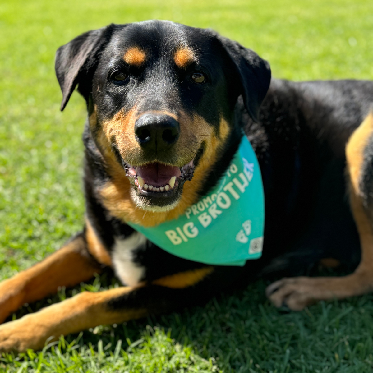 Pregnancy Announcement Dog Bandana