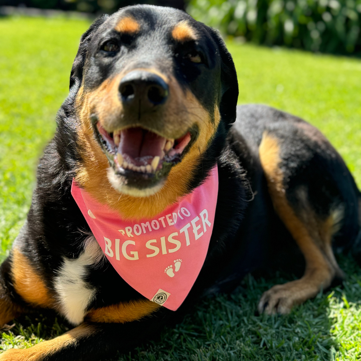 Pregnancy Announcement Dog Bandana