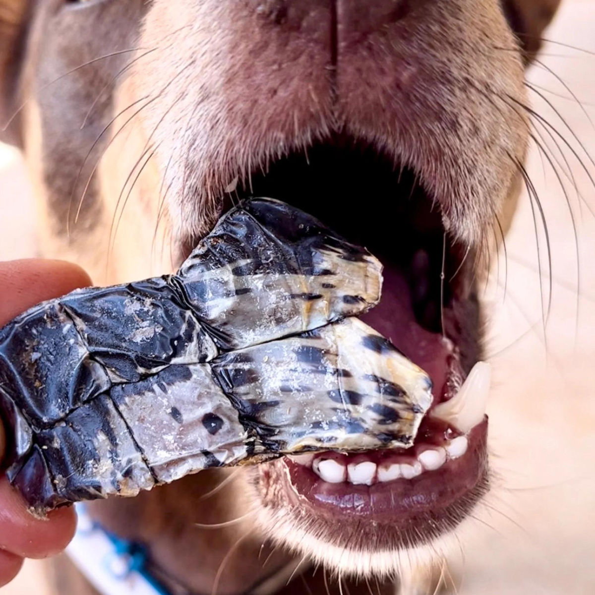 Crocodile Dog Treats