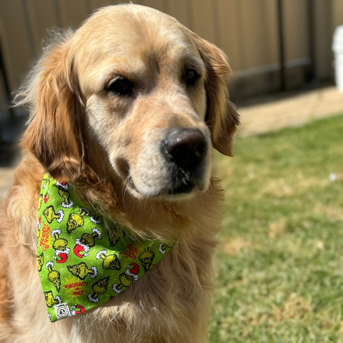 Grinchmas Christmas Bandana