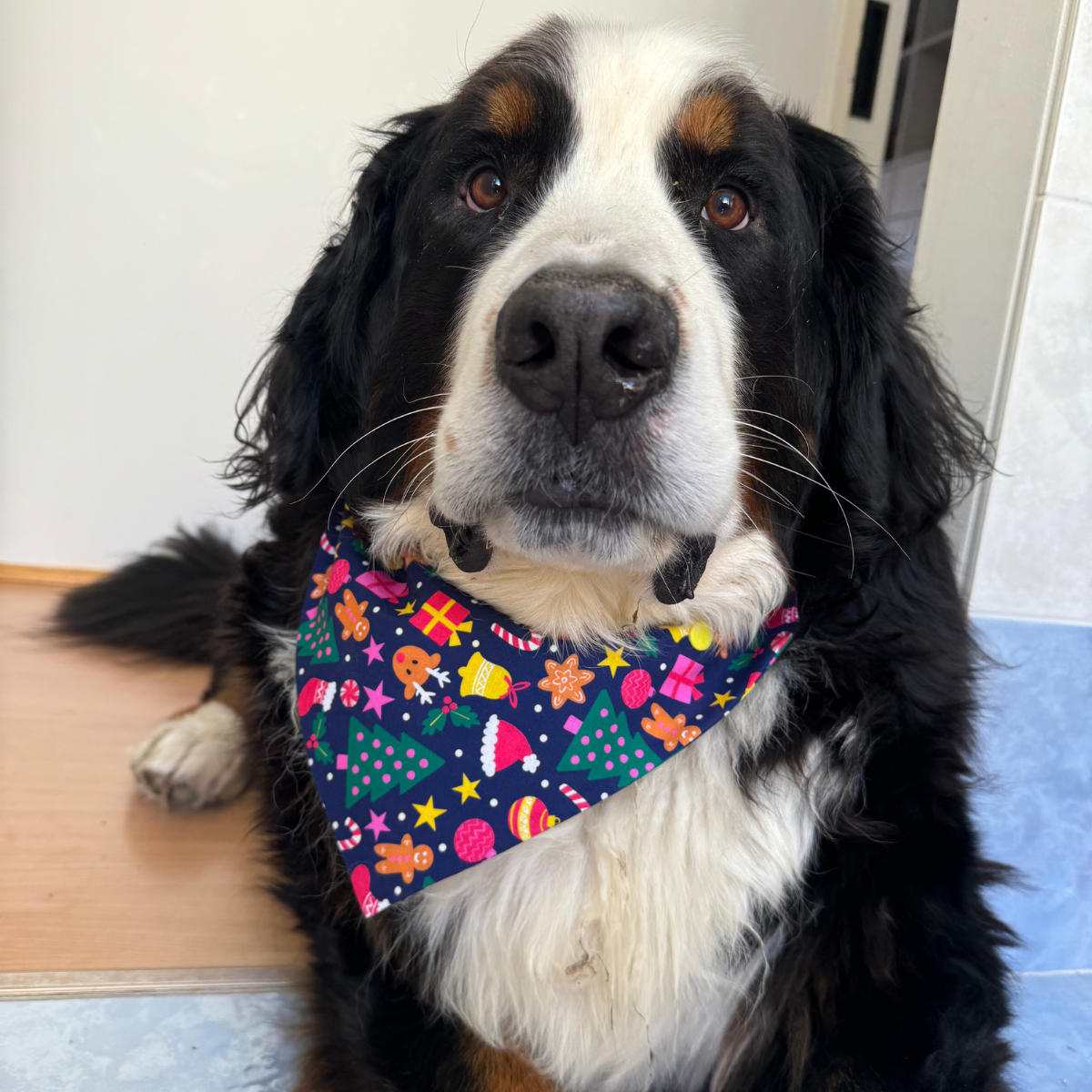 Christmas Jolly Dog Bandana - worn by Bernese Mountain Dog