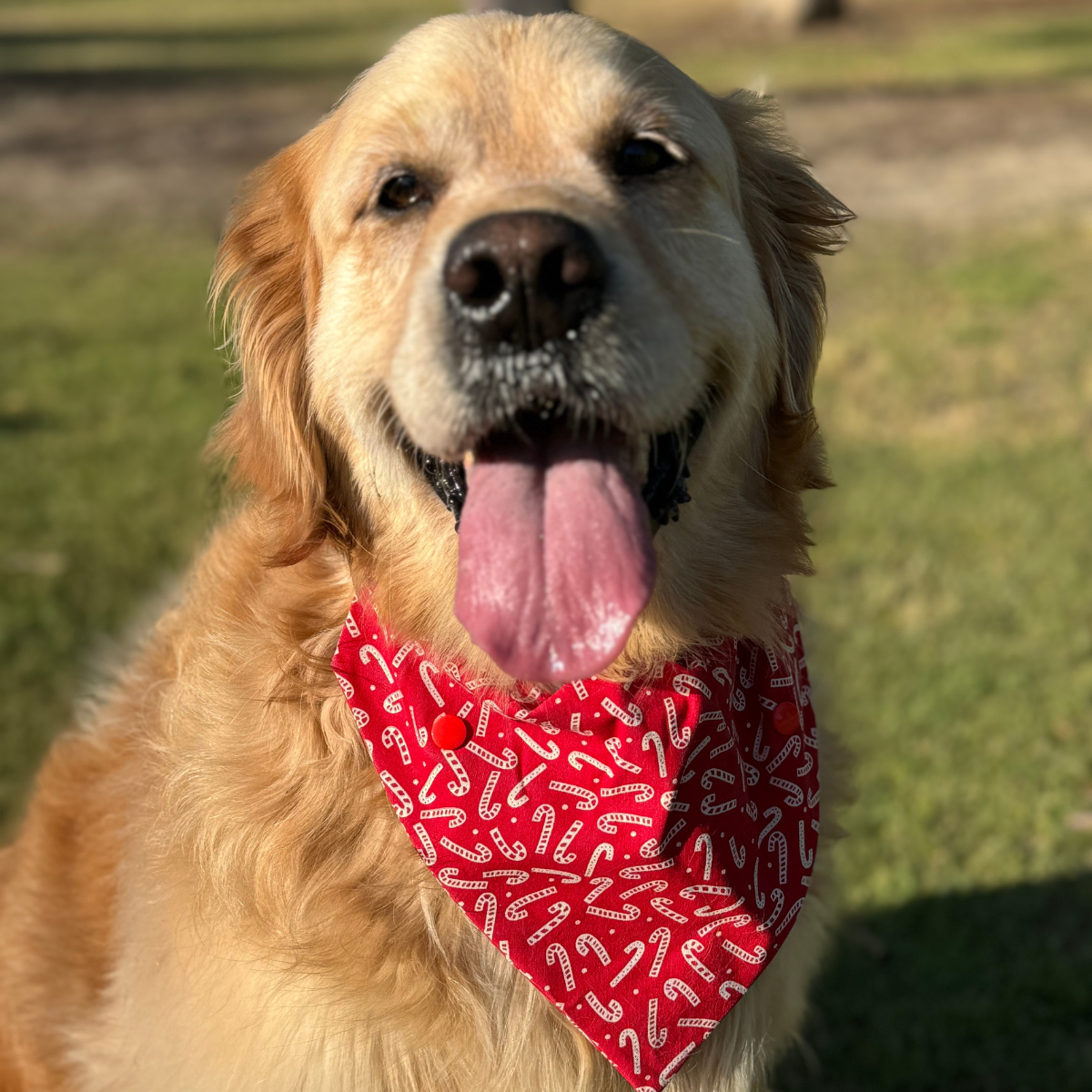 Candy Cane Christmas Dog Bandana - personalised dog bandana for Christmas 2025