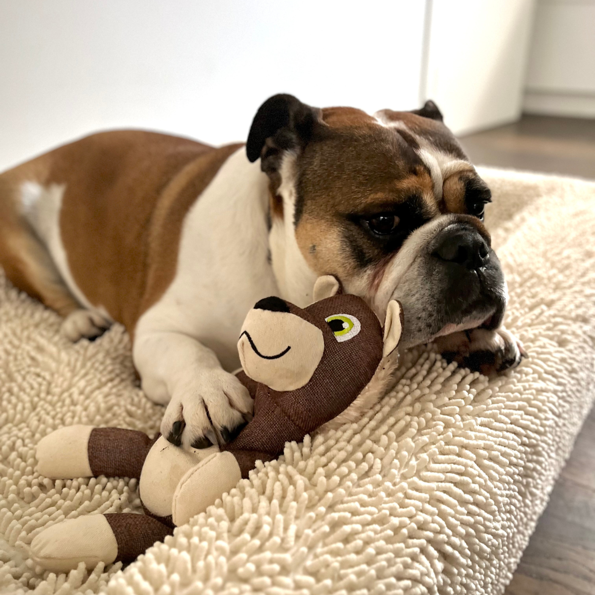 Dog Soft Toy