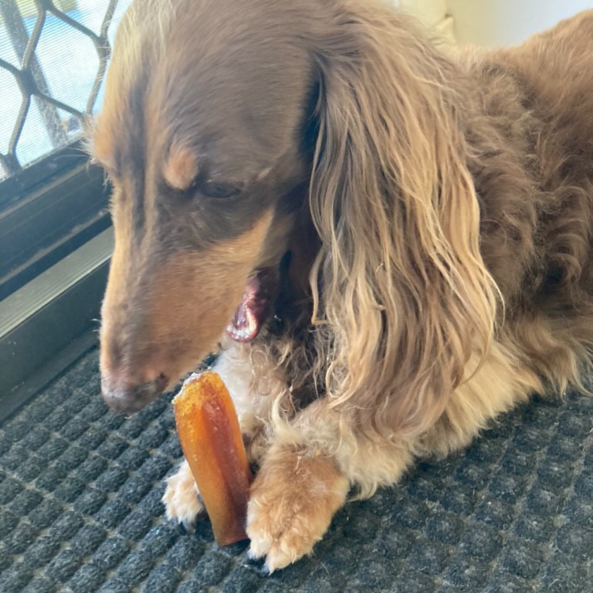 Bone Marrow Chew