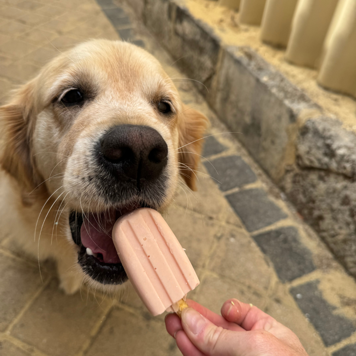 Doggie Pupsicles