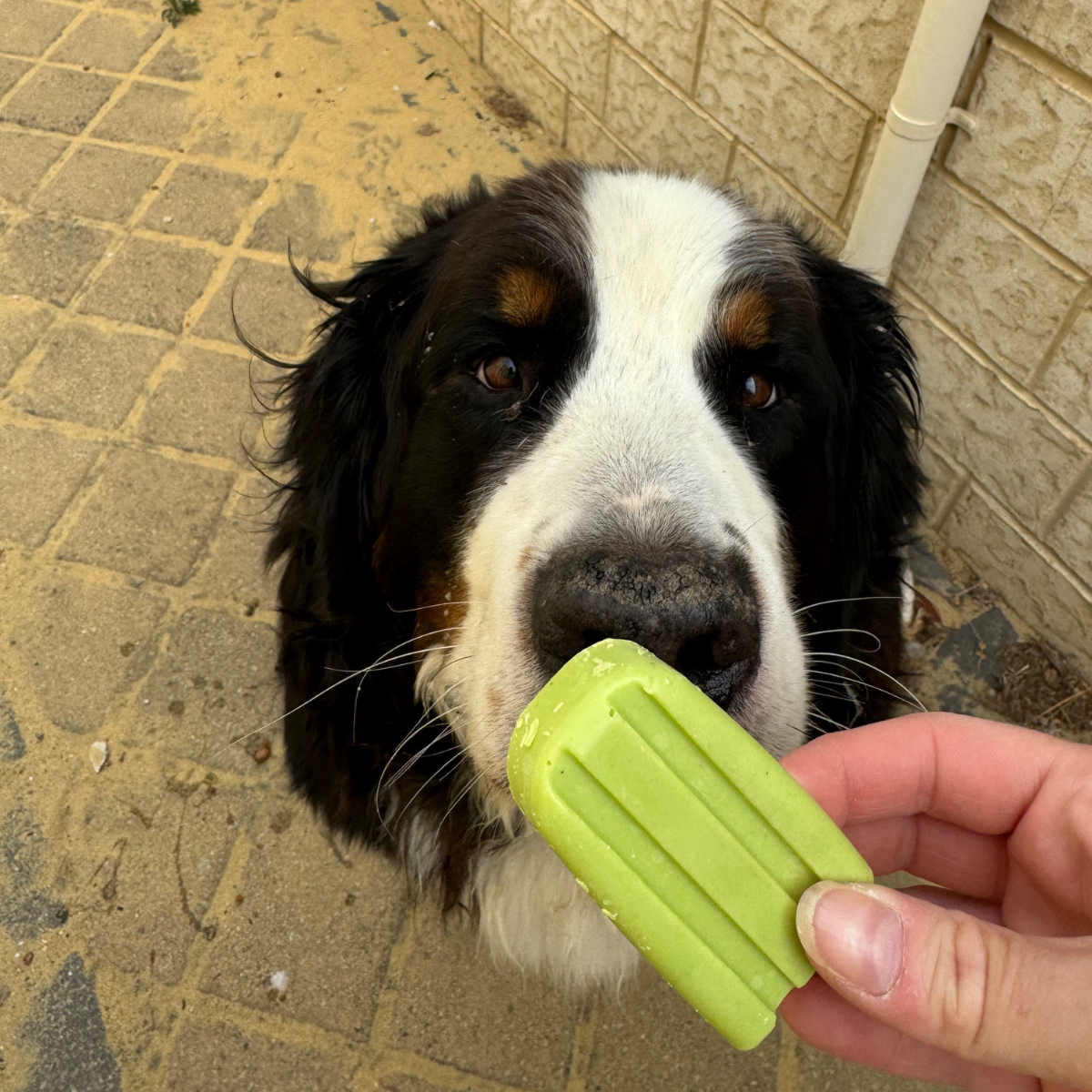 Doggie Pupsicles