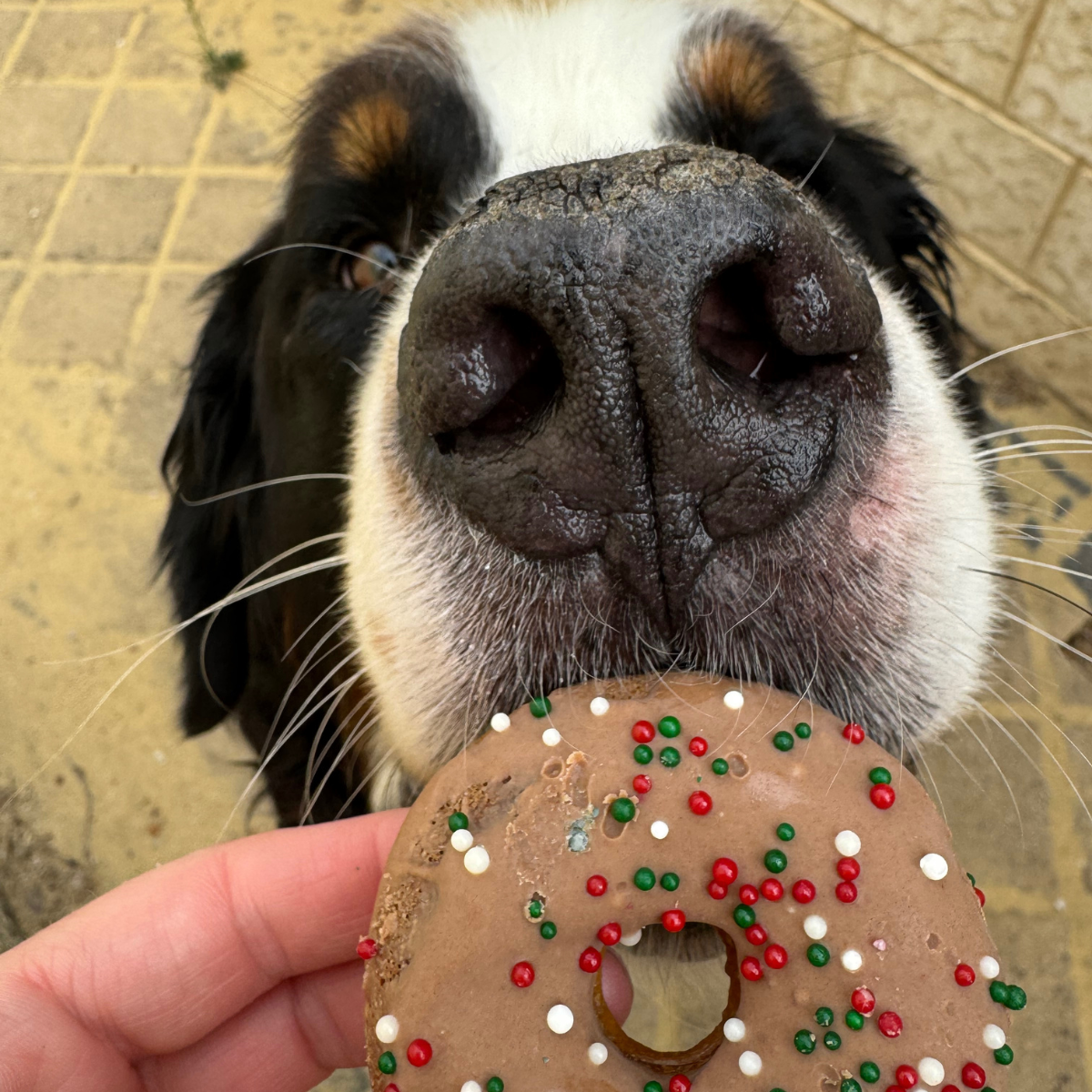 Doggie Doughnuts