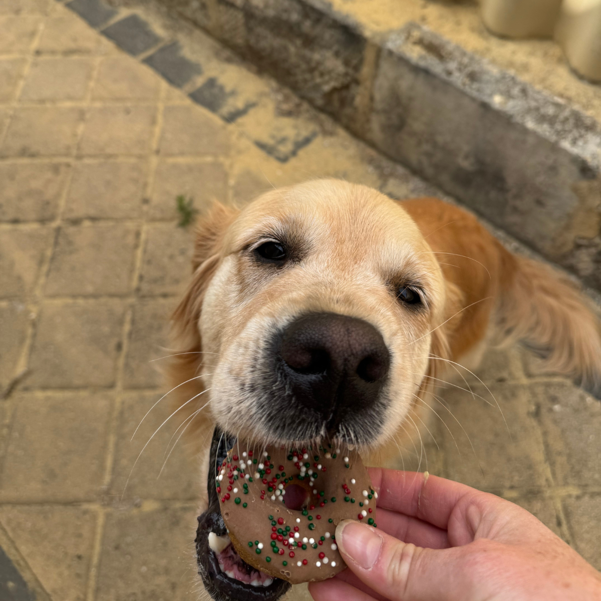 Doggie Doughnuts