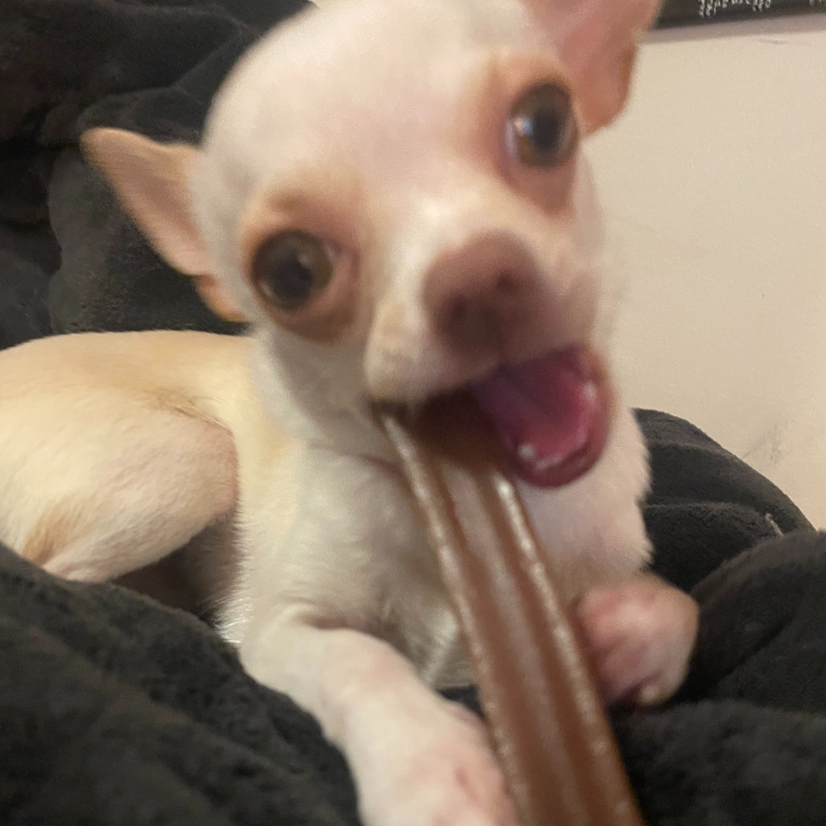 chihuahua eating puppy stick - bone marrow chew