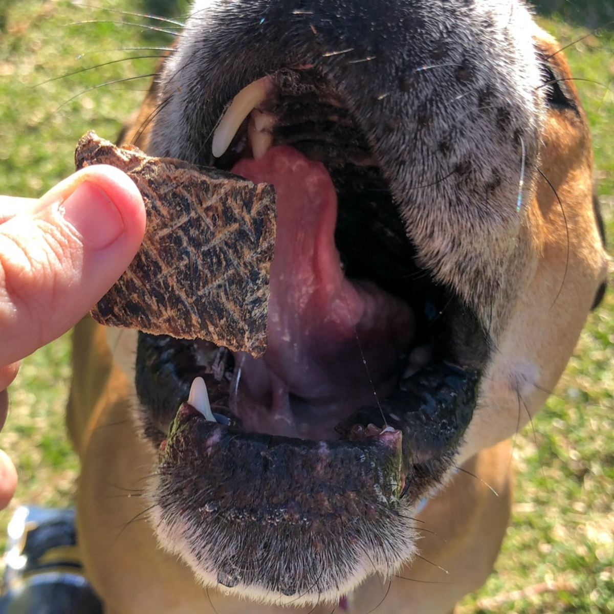Dog Treats - Kangaroo