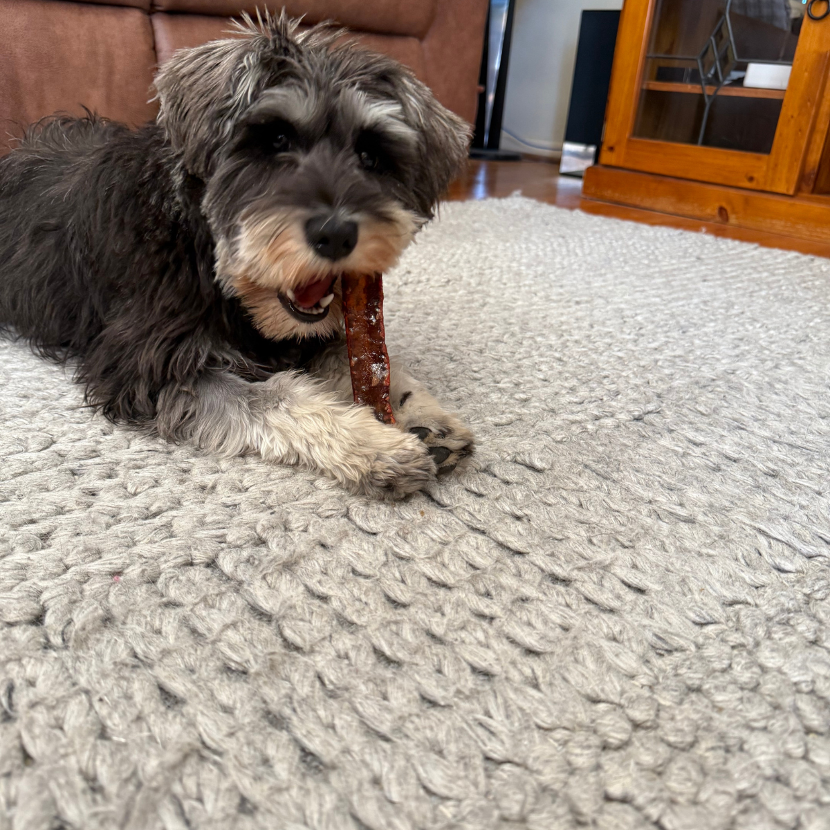 Dog chewing on bone marrow chew - healthy long lasting dog treat