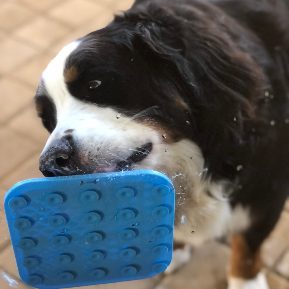 Enrichment Dog Bundle
