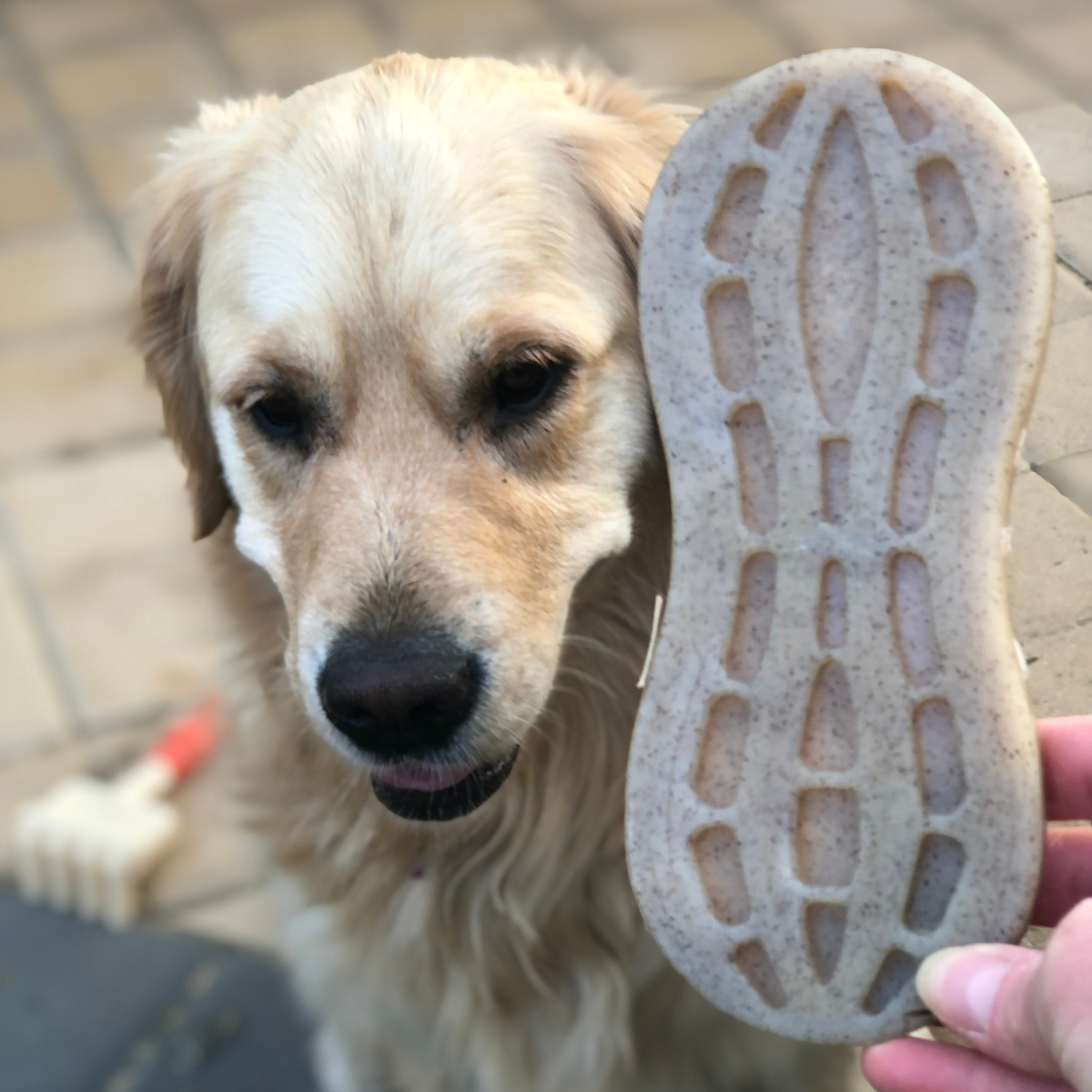 Strong Dog chew toys