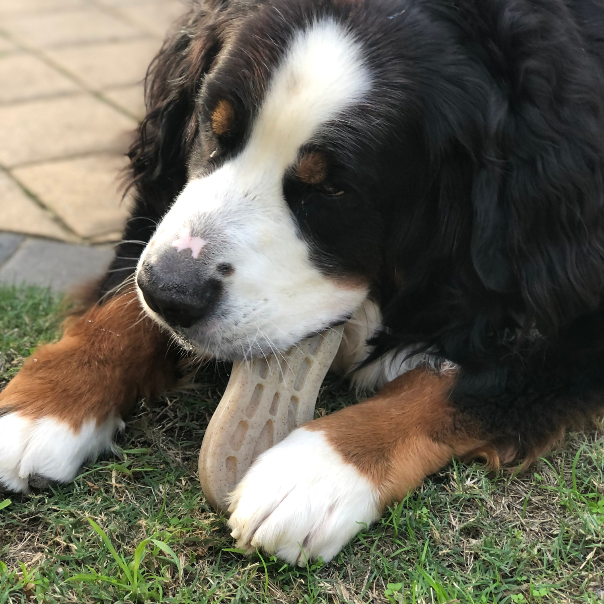Strong Dog chew toys