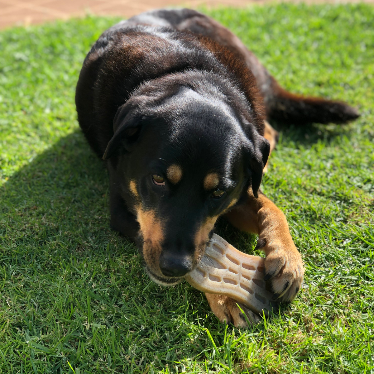 tough dog chew toy