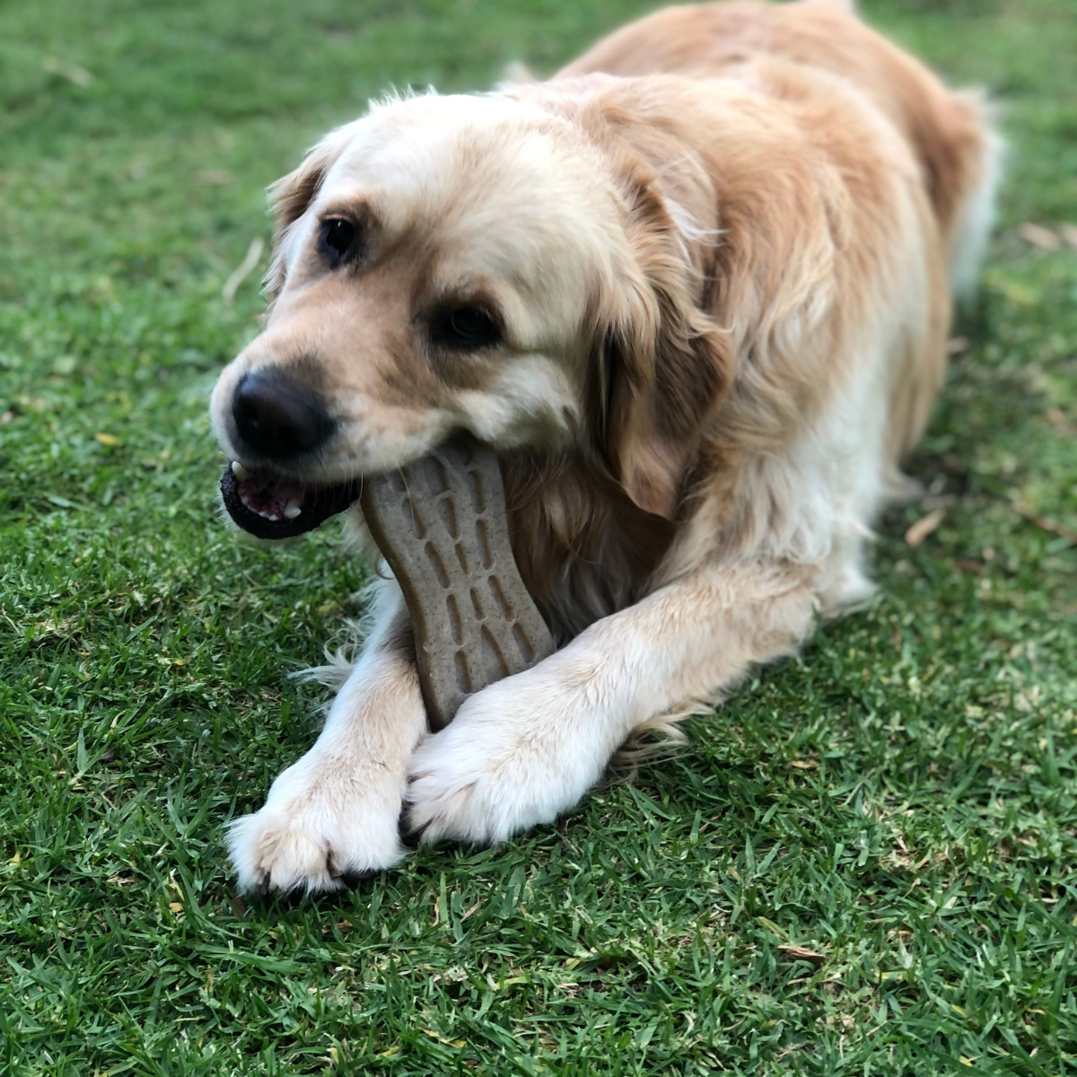 Strong dog chew