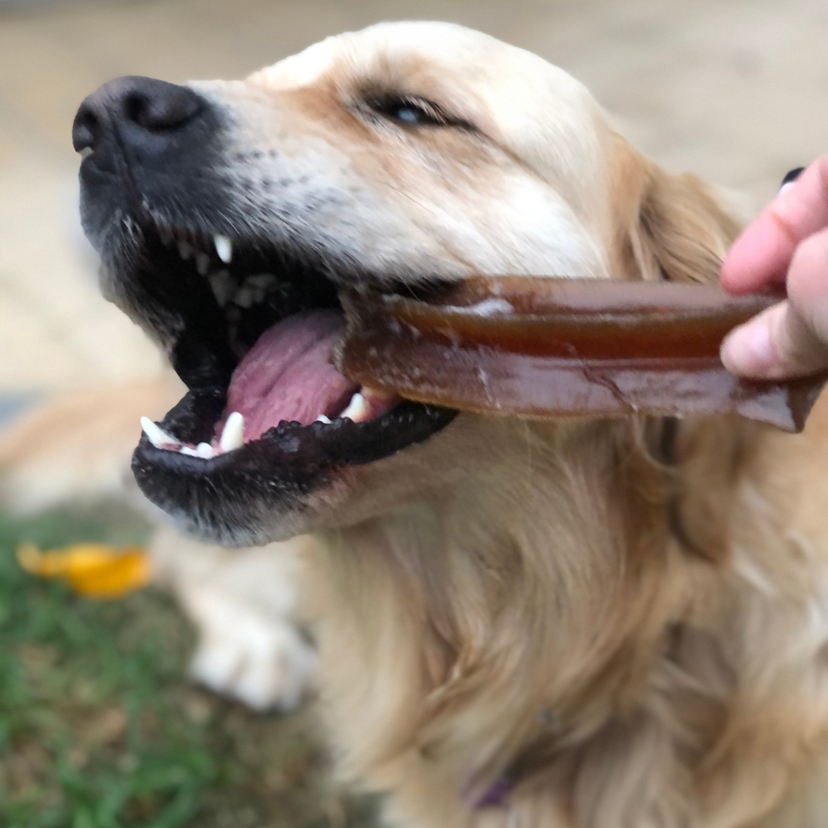 Bone Marrow Chew